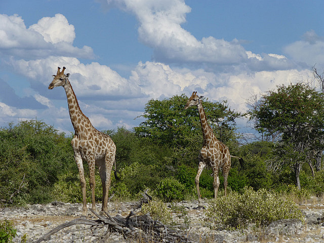 Giraffes approaching waterhole