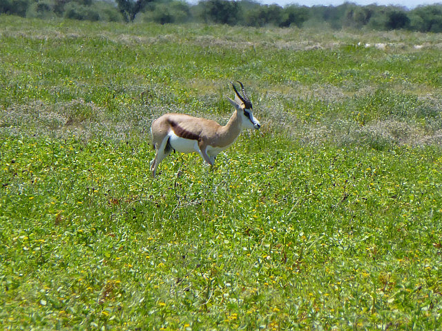 Springbok