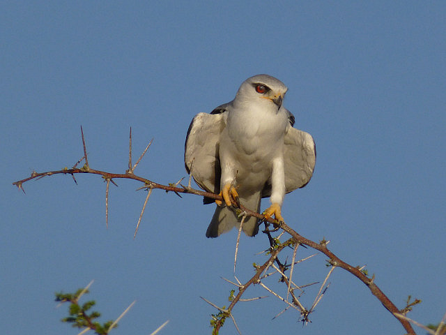 Black-shouldered Kite
