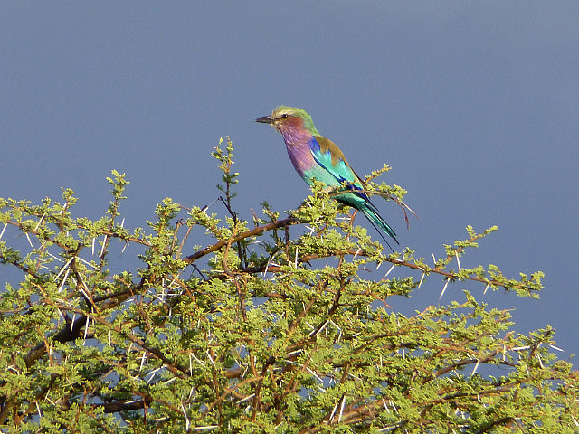 Lilac Breasted Roller in perfect evening light