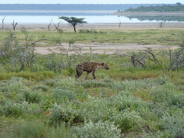 Hyena