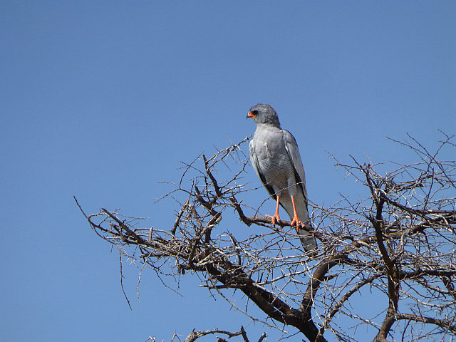 Southern Pale Chanting Goshawk