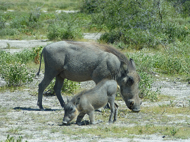 Waterhog mother and young