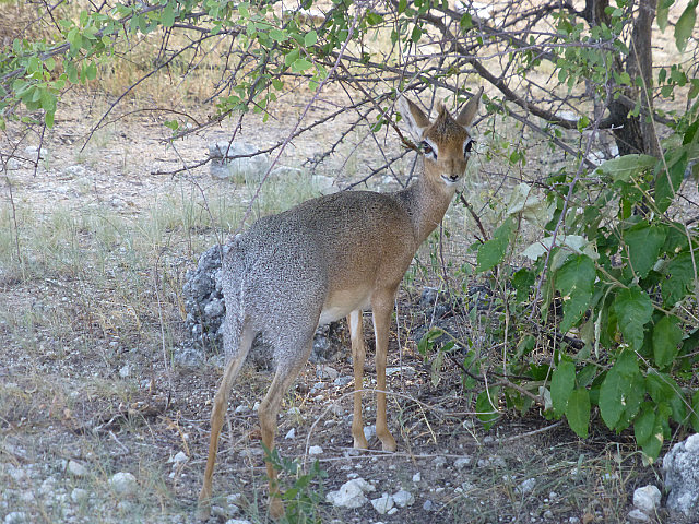 Damara dik-dik