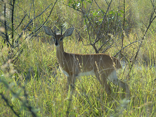 Steenbok