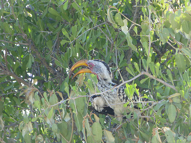 Yellow-billed Hornbill