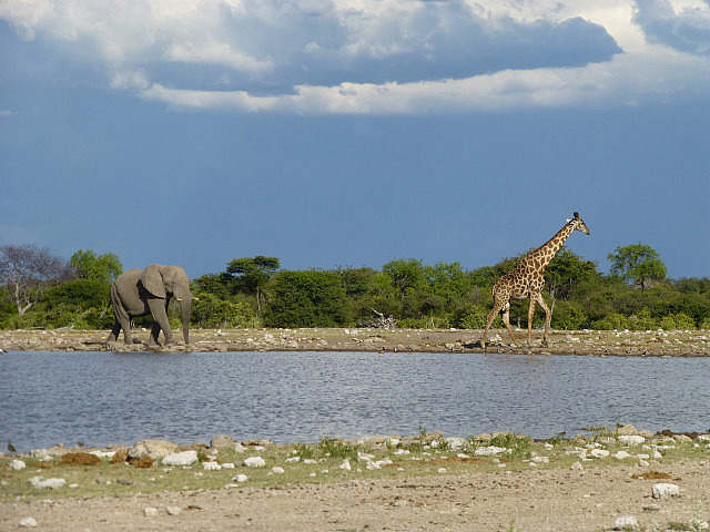 Elephant and Giraffe