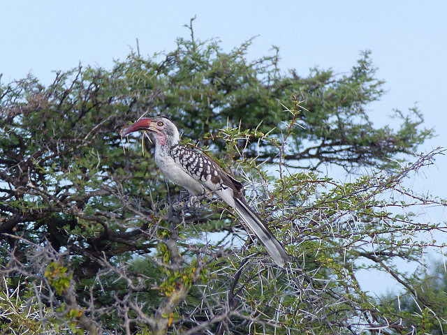 Red-billed Hornbill