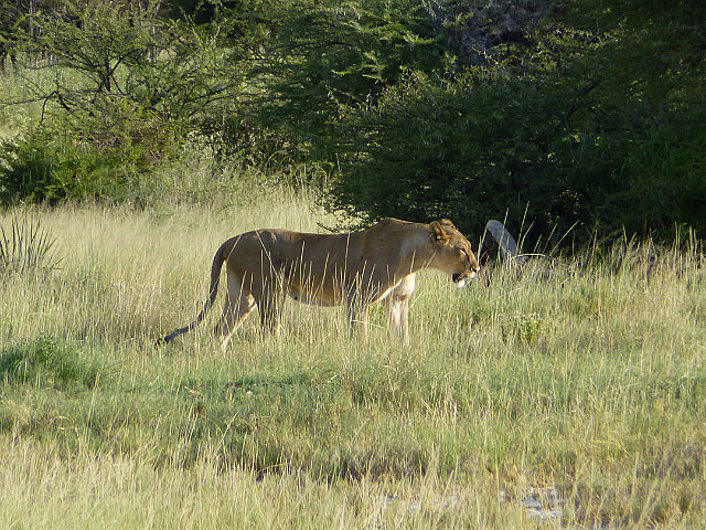 Lioness at Twee Palms