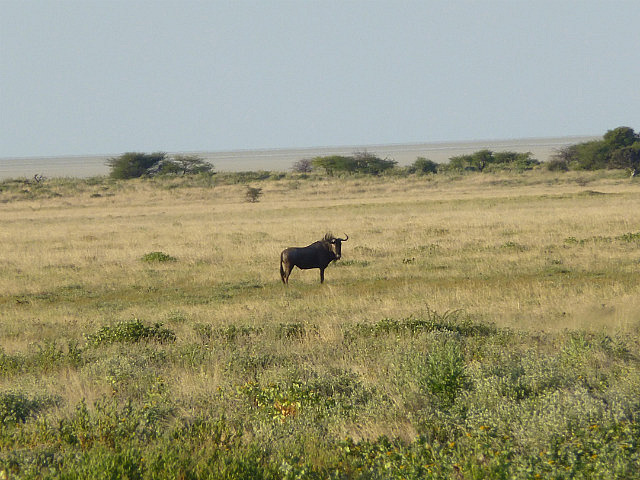 Blue Wildebeest