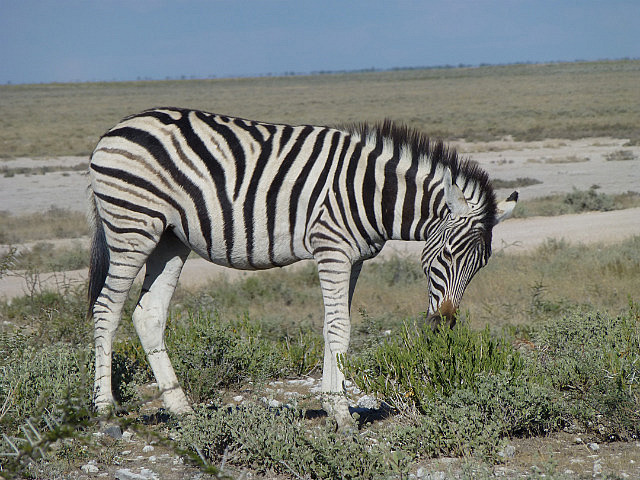 Burchell's Zebra (has shadow stripes in the white)