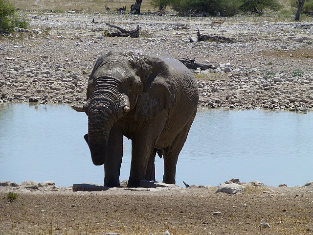 Elephant at Okaukuejo waterhole