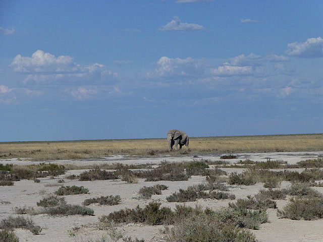 Lone Elephant looking for a mud bath