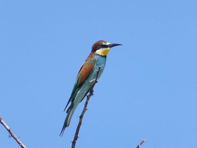 European Bee-eater