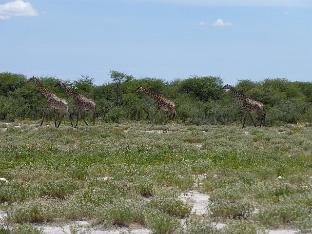 Giraffes