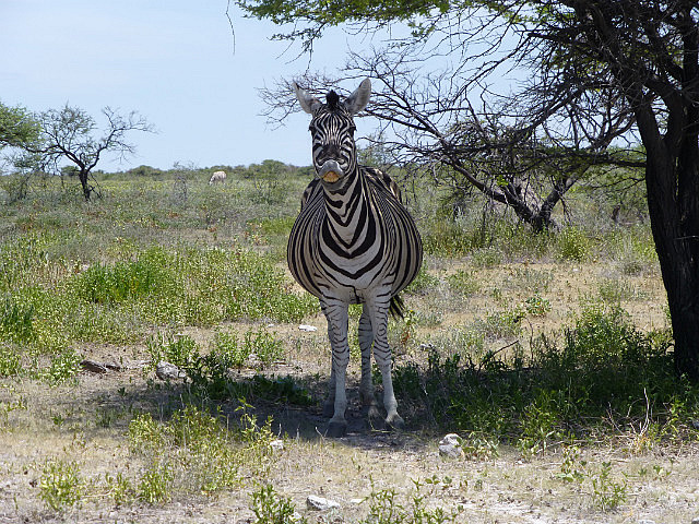 Grinning Zebra