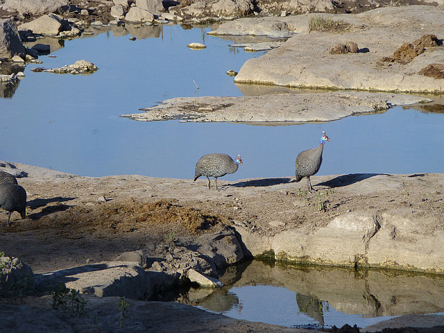 Helmeted Guineafowl