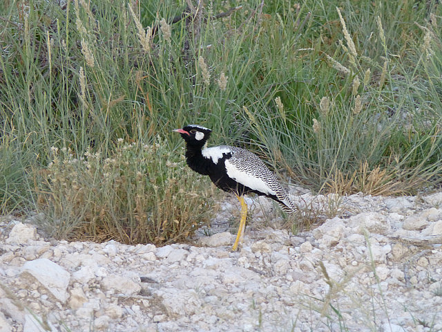 Korhaan