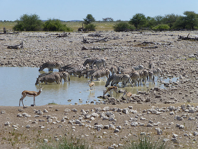 Okaukuejo waterhole