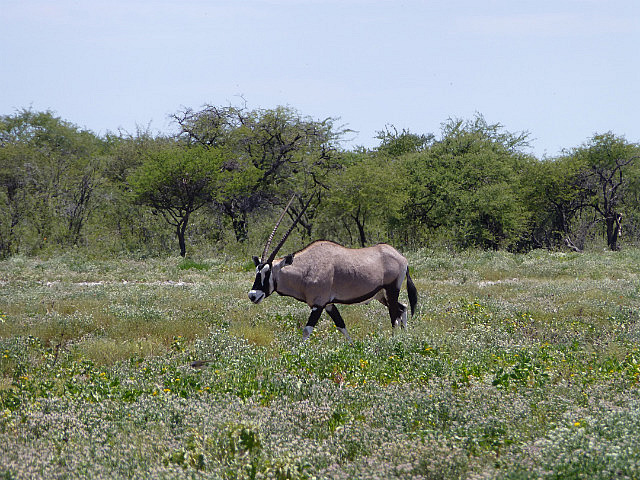 Oryx (Gemsbok)