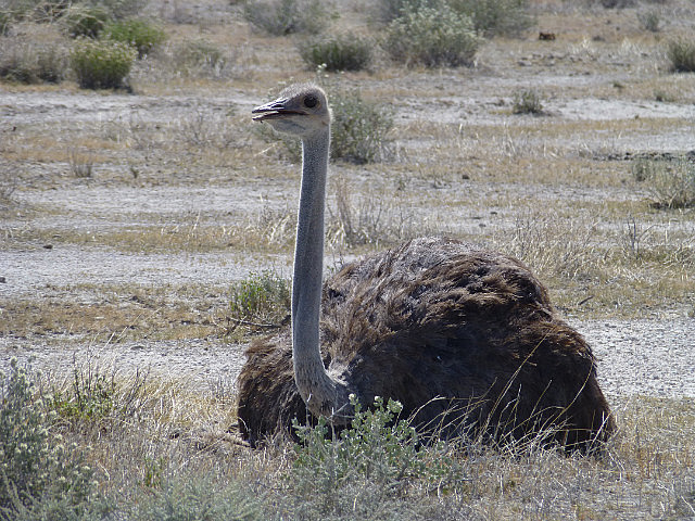 Ostrich