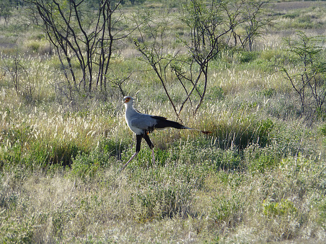 Secretary Bird