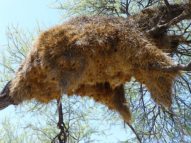 Sociable Weaver nest