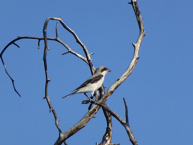 Southern Grey-backed Shrike