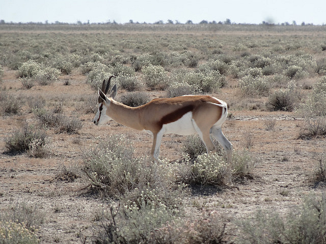 Springbok