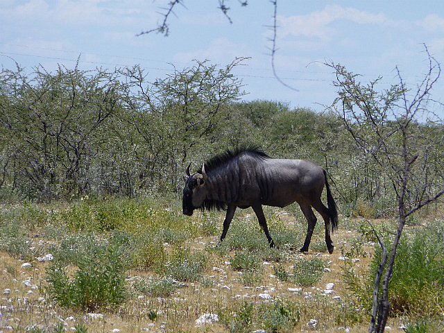 Wildebeest