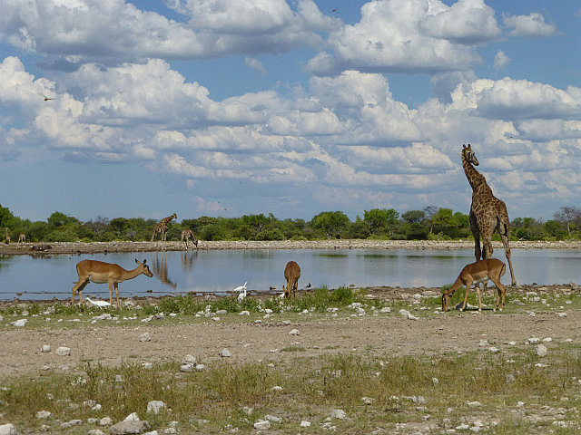 Social scene at Namutomi Waterhole