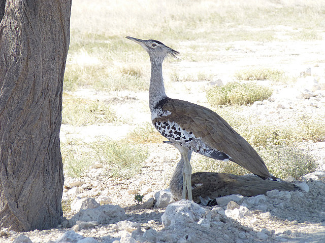 Kori Bustard (pair)