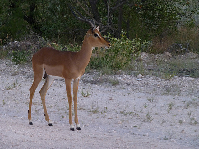 Impala