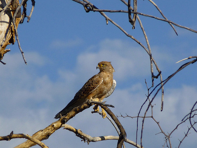Tawny Eagle