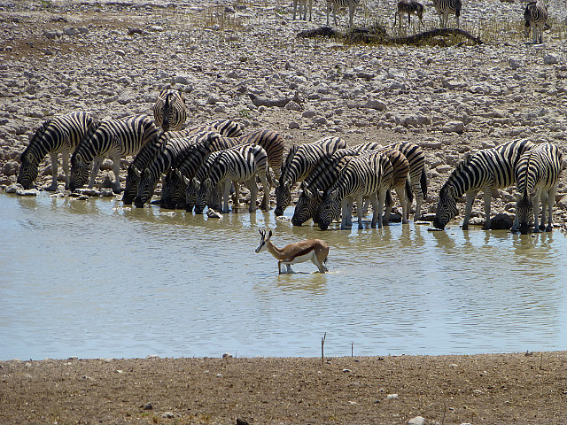 Zebras and springbok at Okaukuejo waterhole