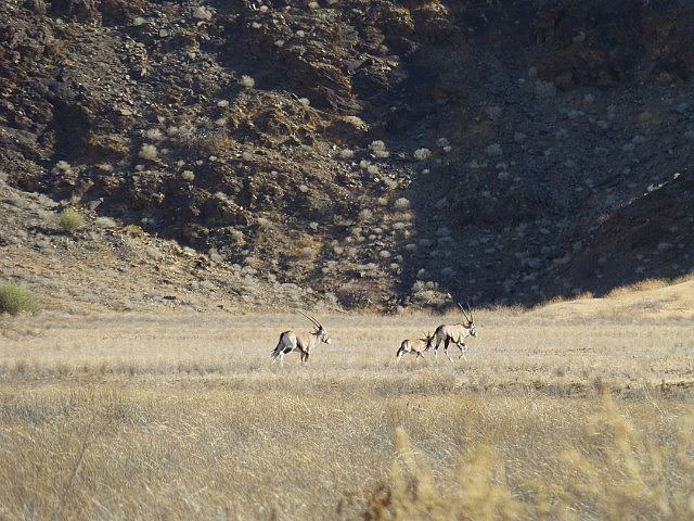 Family of galloping Oryx
