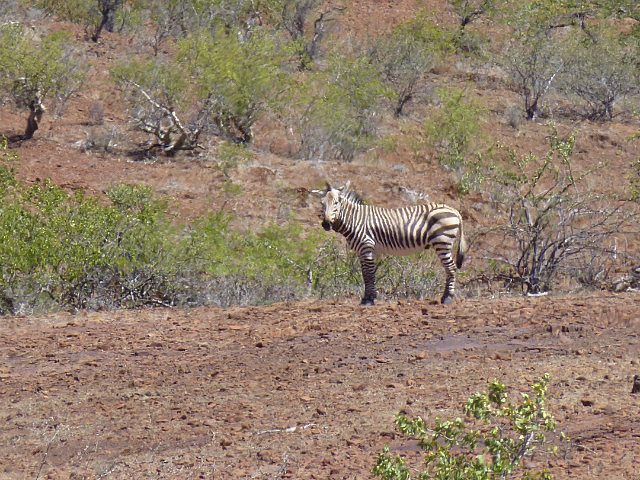 Hartmann's mountain zebra
