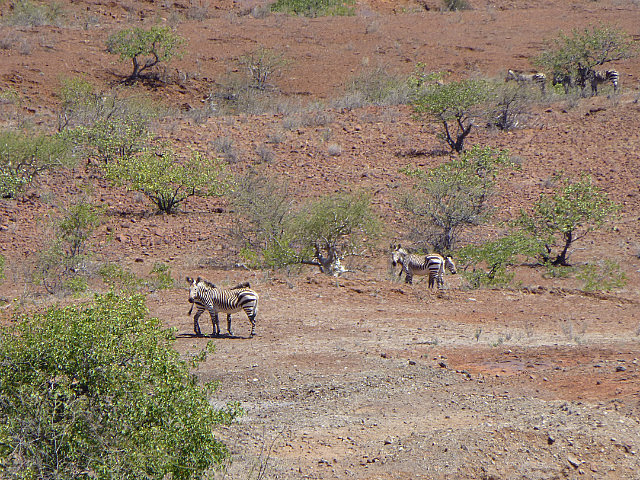 Hartmann's mountain zebra