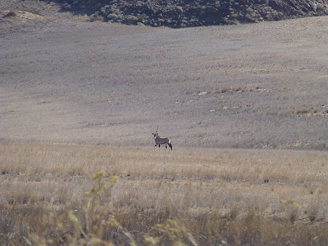 Oryx (Gemsbok)