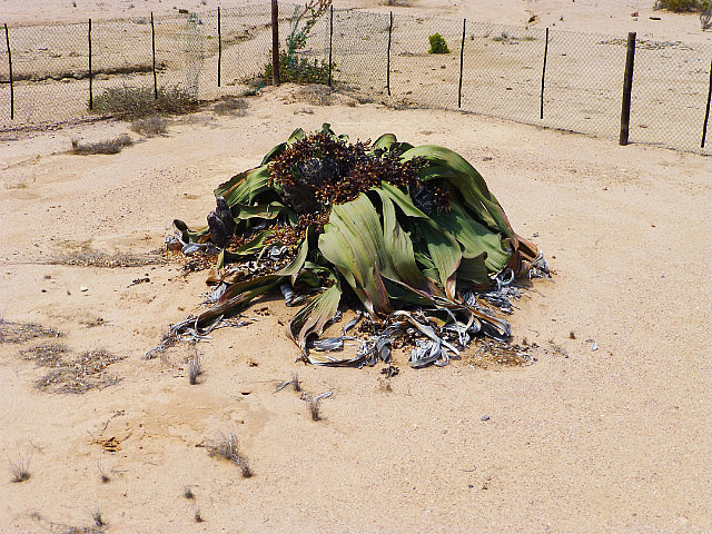 A giant Welwitschia