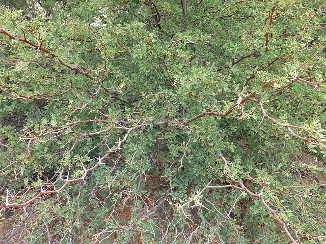 Camel-thorn tree
