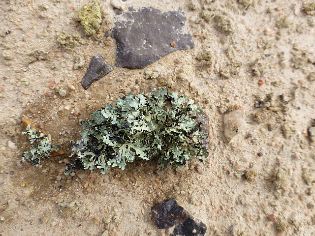 Lichen - after water was sprinkled