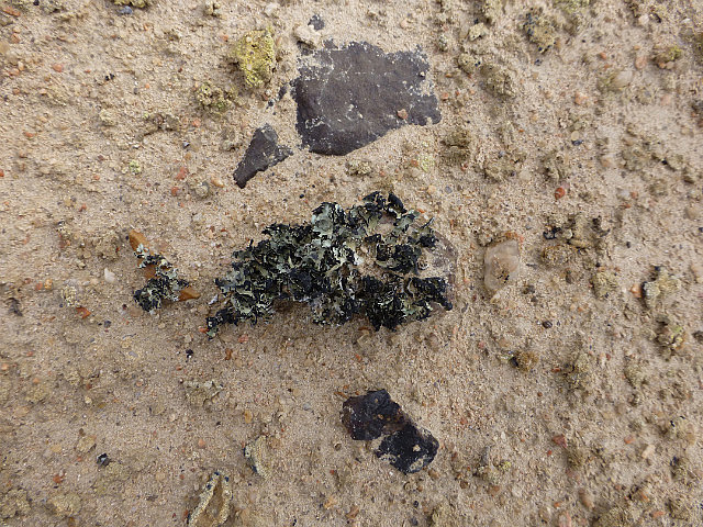 Lichen - before water was sprinkled