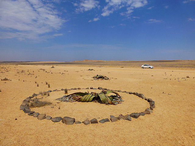Welwitschia mirabilis - the living fossil