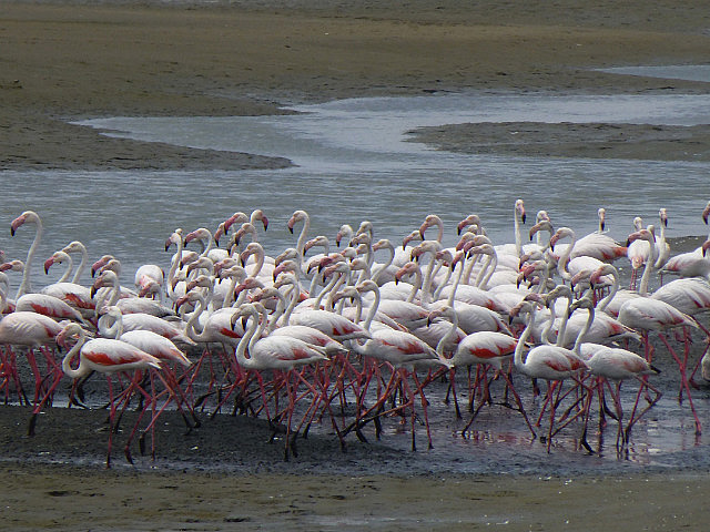 A flamboyance of flamingoes!
