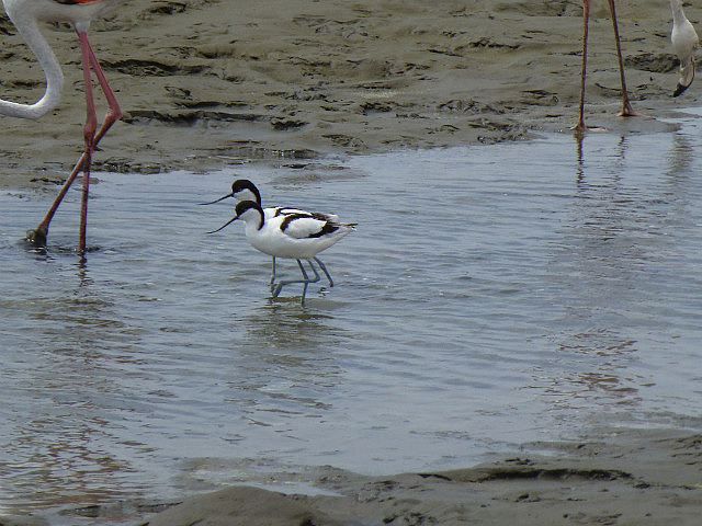 Avocet pair