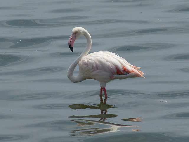 Flamingo in Walvis Bay