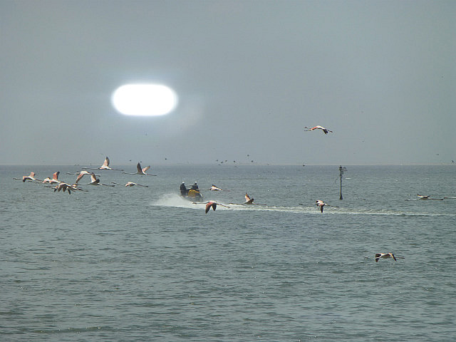 Flying flamingoes