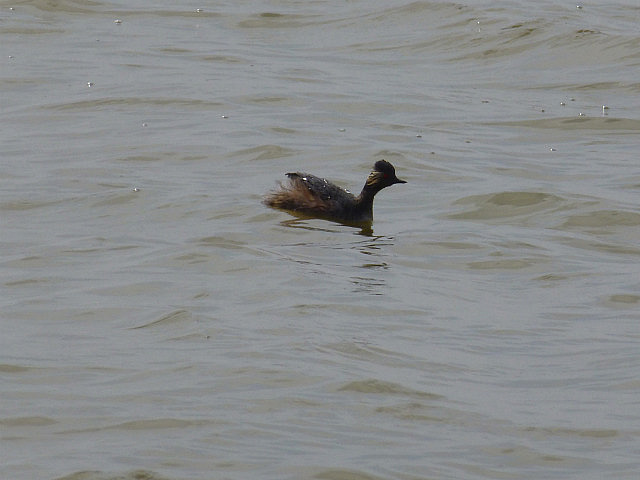 Eared Grebe