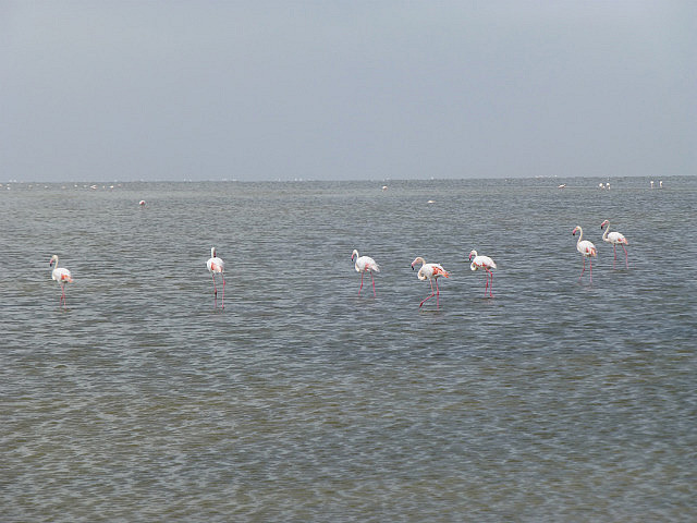 More flamingoes in the bay
